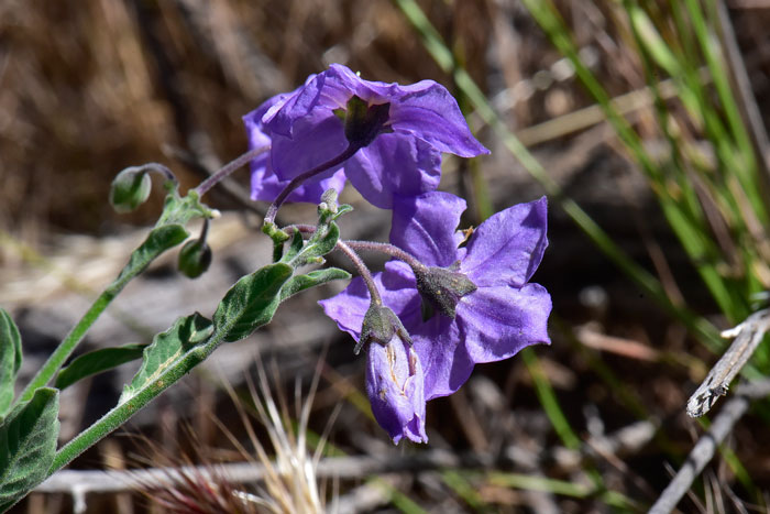 Purple Nightshade; Note back-side of showy flowers is also attractive; blooms from April to November in Arizona and from February to June in California. Solanum xanti Purple Nightshade; Note back-side of showy flowers is also attractive; blooms from April to November in Arizona and from February to June in California. Solanum xanti